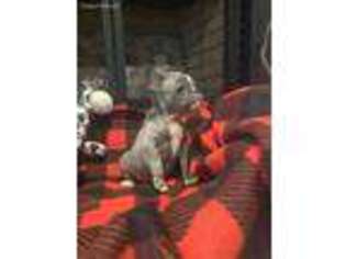 French Bulldog Puppy for sale in De Queen, AR, USA