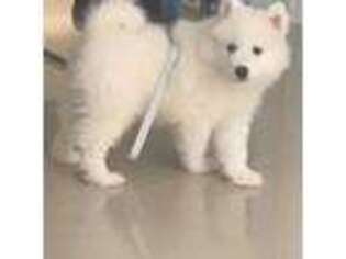 Samoyed Puppy for sale in Palm Coast, FL, USA