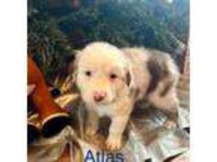 Australian Shepherd Puppy for sale in Ellenburg Depot, NY, USA