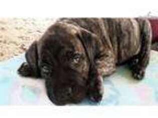 Mastiff Puppy for sale in Tyler, TX, USA