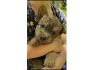 Cairn Terrier Puppy for sale in Schuyler, NE, USA