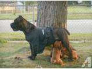 Cane Corso Puppy for sale in CINCINNATI, OH, USA