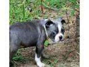 Boston Terrier Puppy for sale in Pittsburgh, PA, USA