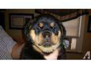 Rottweiler Puppy for sale in MC KEES ROCKS, PA, USA