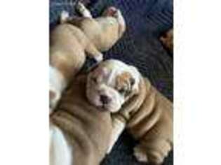 Bulldog Puppy for sale in Pilot Mountain, NC, USA