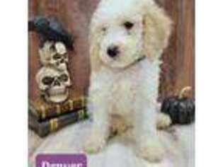 Goldendoodle Puppy for sale in Elgin, TX, USA