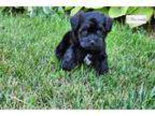 Mutt Puppy for sale in Cedar Rapids, IA, USA