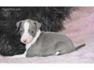 Italian Greyhound Puppy for sale in Junction City, KS, USA