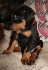Doberman Pinscher Puppy for sale in Day, FL, USA