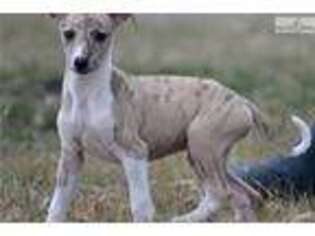 Whippet Puppy for sale in Fort Worth, TX, USA