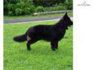 German Shepherd Dog Puppy for sale in Cambridge, OH, USA