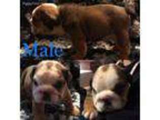 Bulldog Puppy for sale in Mooresville, IN, USA