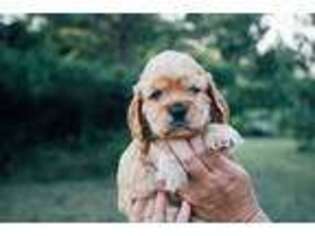 Cocker Spaniel Puppy for sale in Westminster, SC, USA
