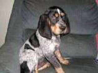 Bluetick Coonhound Puppy for sale in Abell, MD, USA