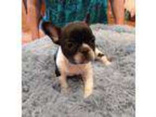 French Bulldog Puppy for sale in Pierce City, MO, USA