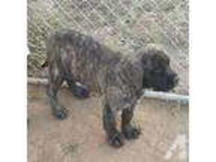 Mastiff Puppy for sale in KINGMAN, AZ, USA