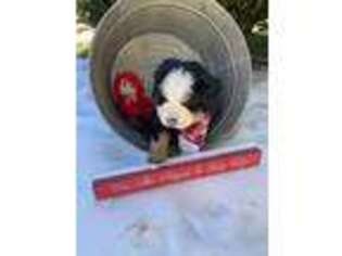 Bernese Mountain Dog Puppy for sale in Rural Retreat, VA, USA