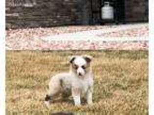 Miniature Australian Shepherd Puppy for sale in Strasburg, CO, USA