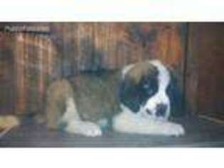 Saint Bernard Puppy for sale in Moscow, PA, USA