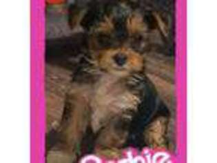Yorkshire Terrier Puppy for sale in Yulee, FL, USA