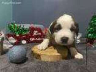 Saint Bernard Puppy for sale in Philpot, KY, USA