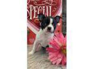 Boston Terrier Puppy for sale in Shipshewana, IN, USA