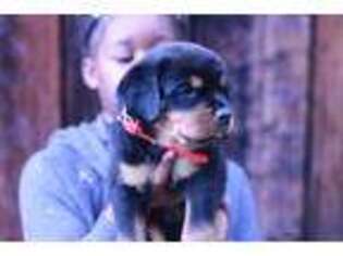 Rottweiler Puppy for sale in Fairfield, CA, USA