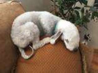 Bedlington Terrier Puppy for sale in San Bernardino, CA, USA