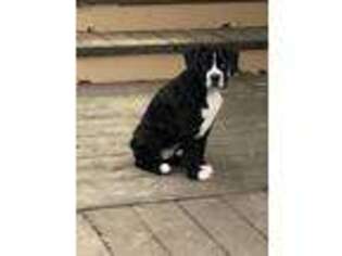 Boxer Puppy for sale in Roseburg, OR, USA
