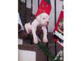 American Bulldog Puppy for sale in CHEVERLY, MD, USA