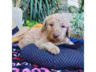 Labradoodle Puppy for sale in Fresno, CA, USA