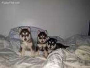 Siberian Husky Puppy for sale in Revere, MA, USA