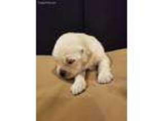 Golden Retriever Puppy for sale in Medina, OH, USA