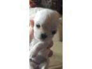 Maltese Puppy for sale in Collinsville, IL, USA