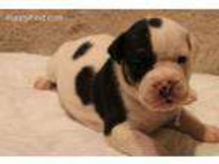 Olde English Bulldogge Puppy for sale in Bessemer, AL, USA