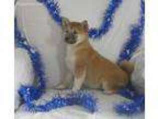 Shiba Inu Puppy for sale in Baltic, OH, USA
