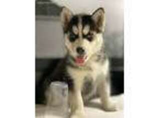 Siberian Husky Puppy for sale in Flossmoor, IL, USA