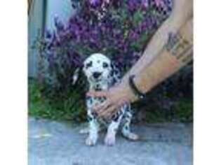 Dalmatian Puppy for sale in Salinas, CA, USA