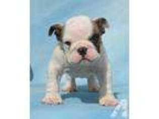 Bulldog Puppy for sale in EL TORO, CA, USA