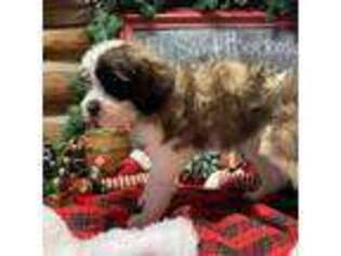 Saint Berdoodle Puppy for sale in Friendsville, TN, USA