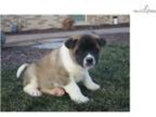 Akita Puppy for sale in South Bend, IN, USA