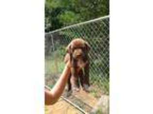 Labrador Retriever Puppy for sale in Charlotte, NC, USA