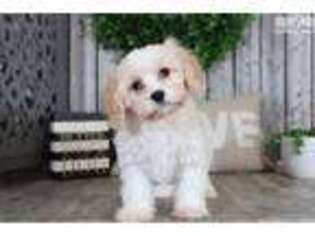 Cavachon Puppy for sale in Columbus, OH, USA