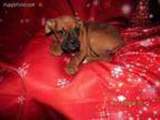 Boxer Puppy for sale in Griggsville, IL, USA