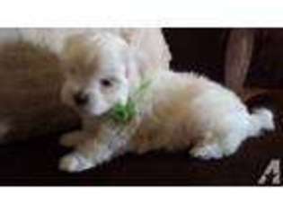 Maltese Puppy for sale in Queen Creek, AZ, USA