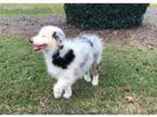 Australian Shepherd Puppy for sale in Marietta, GA, USA