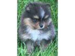 Pomeranian Puppy for sale in Springville, UT, USA