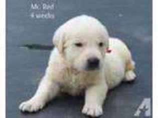 Labrador Retriever Puppy for sale in LAKE MILTON, OH, USA