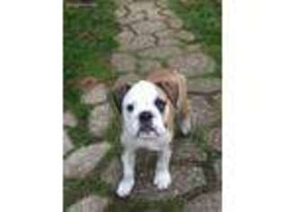 Bulldog Puppy for sale in West Hempstead, NY, USA