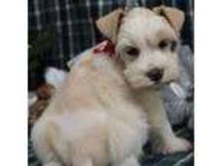 Mutt Puppy for sale in Tenaha, TX, USA